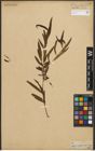Foto von Salix nigra Marshall